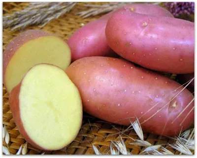 Семенной картофель Тирас, Украина купить - Компания ФОРСАГРО