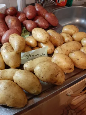 Клубни картофеля «Гранада», ТМ «ЧерниговЭлитКартофель» - 17 кг  (мешок/сетка) купить недорого в интернет-магазине семян OGOROD.ua