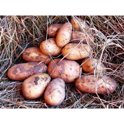 Показываем ультраранний сорт картофеля Примабелль - YouTube