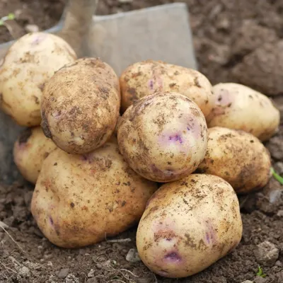 Семенной картофель - купить семена картофеля в Украине | Насіння Експерт