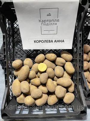 ≡ Семенной картофель Доната (среднеранний) 1 репродукция - Купить в Украине  ᐉ Цены, Отзывы – LUTSENA