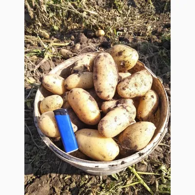 Продам товарный и семенной картофель, сорт Королева Анна, Гранада, Коннект,  Наташа — Agro-Ukraine