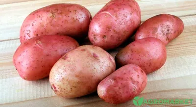 Картофель посадочный, раннеспелый сорт Спунта в сетке 5 кг. Купить  недорого. Посадка картофеля. Урожайный картофель