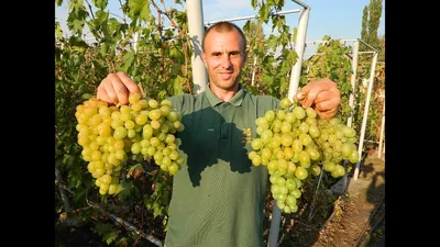 Италия (Мускат Италия) - саженцы винограда