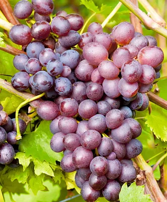 Виноград Итальянский мускат - купить саженцы ягодных культур с доставкой по  Украине в магазине Добродар