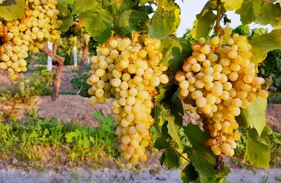 Купить Вино из винограда Мускат (Muscat)