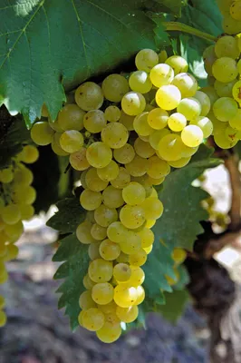 Виноград Италия (Grapes Italiya) 2015 - YouTube