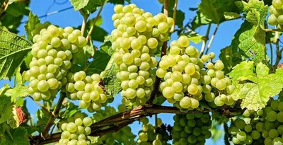 Купить Вино из винограда Мускат Янтарный (Muscat Amber)