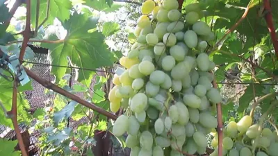Сорт винограда мускат белый moscato bianco