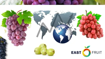 Сорт столового винограда Мускат Италия, милая классика - YouTube