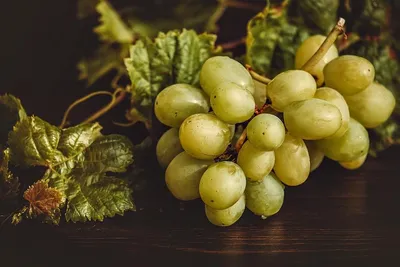 Лучшие винные сорта винограда в Италии для производства вина
