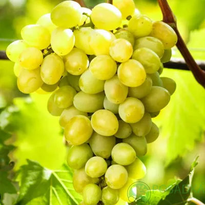 О винограде Москато Бьянко из которого делают Moscato d'Asti и Asti