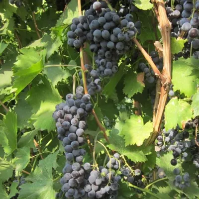 Обзор рынка столового винограда: в Италии минус 30% урожая, в Нидерландах -  нехватка качества, Перу поставит высокие объемы в Японию • EastFruit