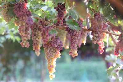 ТОП-20 сортов винограда для белого вина