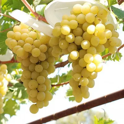 Италия - сорт винограда