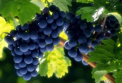 Дикань А.П. Основные сорта винограда, возделываемые в Крыму