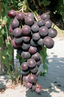 Москато джалло - сорт винограда