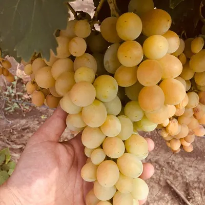 Обзор вин и лучших винодельческих регионов для сорта Гарнача (Гренаш)