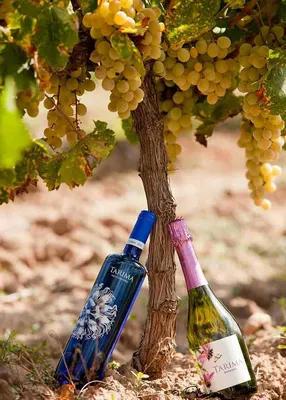 Сорта винограда с мускатным вкусом - фото - описание - купить саженцы –  Саженец.com.ua