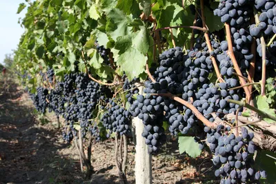 Популярные белые сорта винограда для производства вина