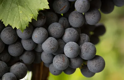 Крымский виноград | Российский аграрный портал