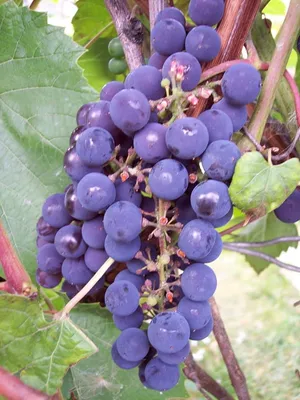 Виноград Италия купить с доставкой почтой, цены, фото в интернет-магазине  Dolinasad.by