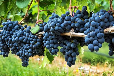 Саженцы винограда мускат оптом | Сравнить цены и купить на Prom.ua