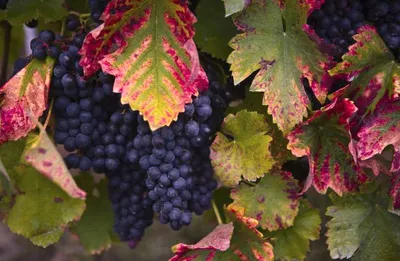 Мускатное вино: вкус и разновидности, как выбрать хорошие мускатные вина,  отличие от мускатель