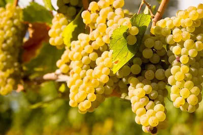 Сорт винограда Италия: описание, характеристики, выращивание и уход