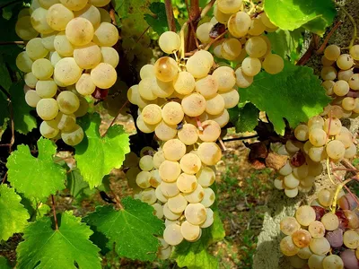 Kabir Moscato di Pantelleria 2020 0.75 л купить - Итальянское вино Кабир  Москато ди Пантеллерия цена в магазине