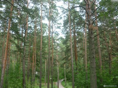 Купить Дом с Коммуникациями в посёлке Сосновка (Новосибирская область) - 7  объявлений о продаже частных домов с коммуникациями недорого: планировки,  цены и фото – Домклик