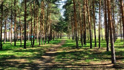 Мира Термы. Сосновый бор» - Туристско-информационный центр Новосибирской  области