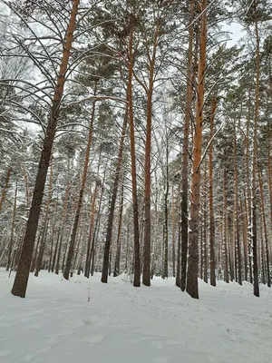 Караканский бор — Википедия