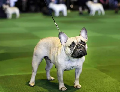 Собака французский бульдог - Породы собак обзор на Gomeovet