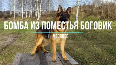 Собака купить на Зозу.ру