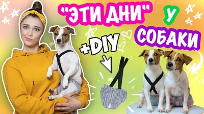 Немецкая овчарка - щенки, фото и окрас | Размеры и возраст | Pet-Yes