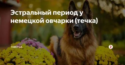 Течка у собак: сколько длится, поведение собаки, вязка | PetGlobals.com |  Дзен