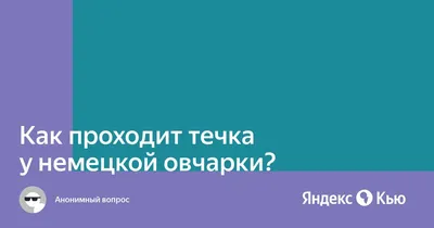 Овариогистерэктомия или по-простому стерилизация собаки