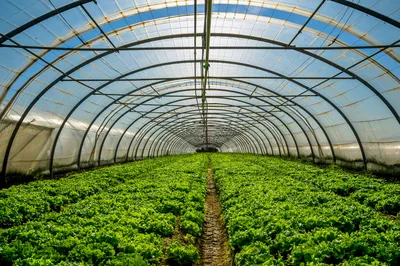 Фотоселективные сетки для затенения могут защитить урожай от вредителей -  Інфоіндустрія