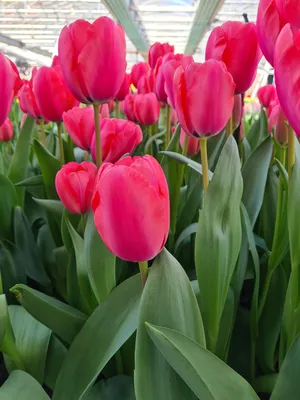 Tulip 'Barcelona' | Garden Housecalls