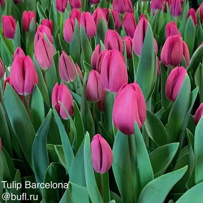 Тюльпан Луковица, Барселона Бьюти, 10шт купить товары для сада и огорода с  быстрой доставкой на Яндекс Маркете