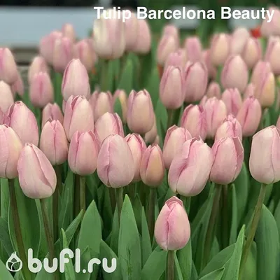 Тюльпан Триумф Barcelona (Барселона) — Рассада цветов и овощей.