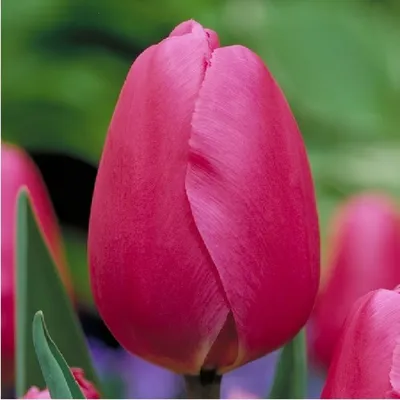 Tulipa 'Barcelona Beauty' | At the Flower Dome, Gardens by t… | Flickr