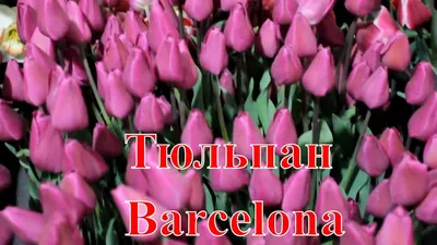 Тюльпан Barselona (Барселона) классический ярко-розовый