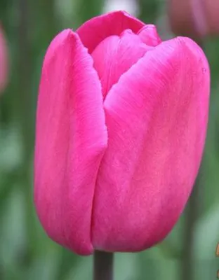 Тюльпан Барселона Tulipa Barcelona оптом: купить в Москве от производителя  - питомника ЦветКом