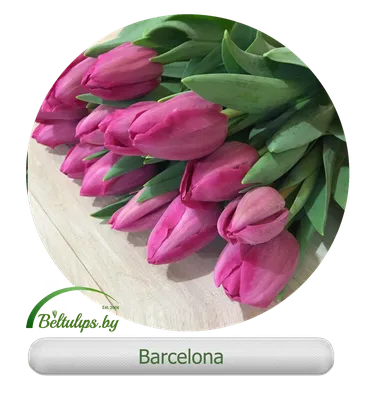 ᐉ Купить Букет из тюльпанов Барселона 2 в Алматы по выгодной цене |  Bestflowers.kz