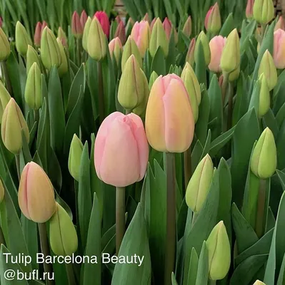 Buy Tulips BARCELONA flower bulbs online | BULBi.nl