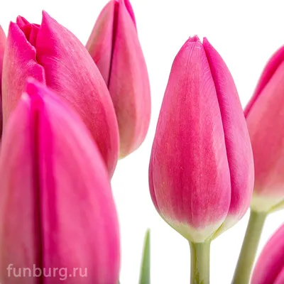 Тюльпан Barcelona, Florium купить в Украине - цена, фото, отзывы | Agrolife
