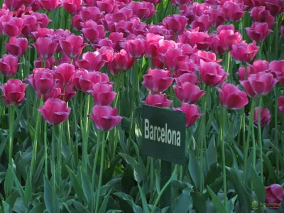 Chenies Manor Garden. Tulipa 'Ile de France' and Tulipa 'Barcelona' in full  bloom in the Sunken garden Stock Photo - Alamy