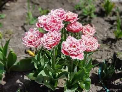 Тюльпан бахромчатый Brest - «Очень красивый сорт» | отзывы